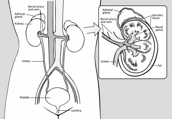 kidney cancer treatment